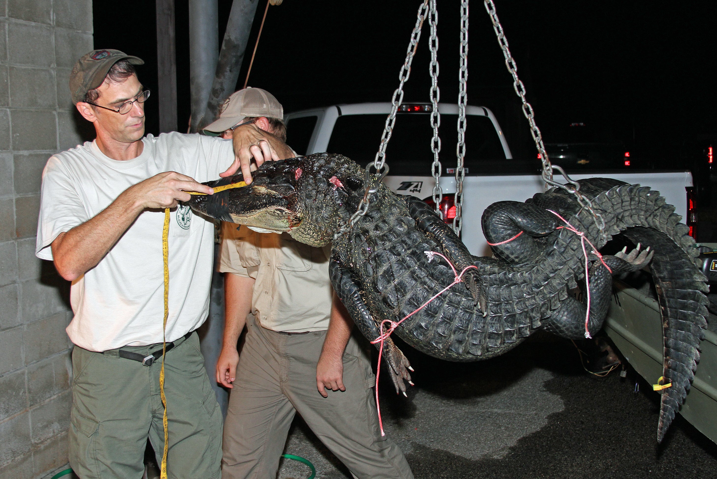 WFF Reminds Alligator Hunters of NoCull Regulation Outdoor Alabama